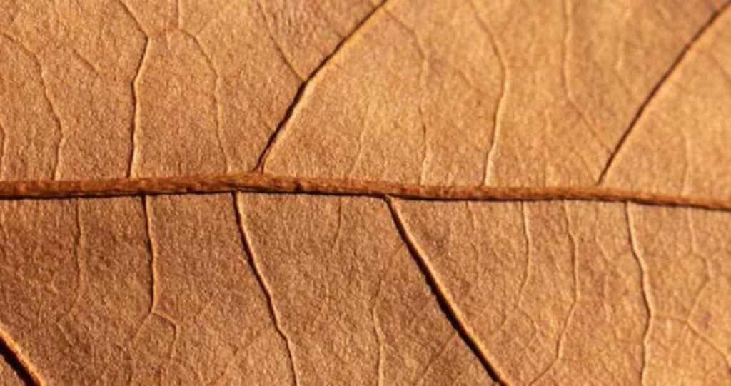 Close-up of an organic tobacco leaf