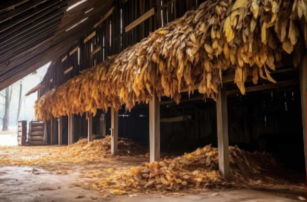 Tobacco leaves drying in a Kentucky barn